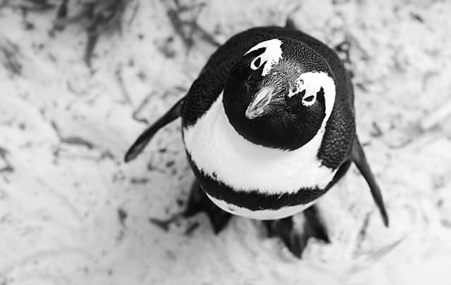 penguin